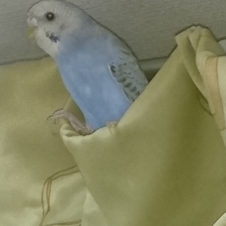 シャイな手乗りセキセイインコむらちゃんの里親募集