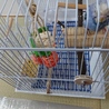 シャイな手乗りセキセイインコむらちゃんの里親募集 サムネイル2