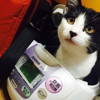 きくらげ