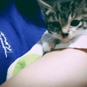 カワイイ子猫♂です！