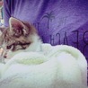 カワイイ子猫♂です！ サムネイル2
