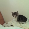 カワイイ子猫♂です！ サムネイル3