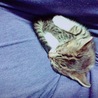 カワイイ子猫♂です！ サムネイル4