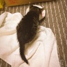 カワイイ子猫♂です！ サムネイル5