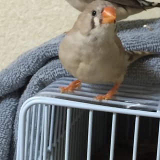 カワイイ錦華鳥