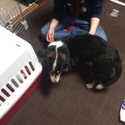 望くんの里親様からステキなお写真が届きました1