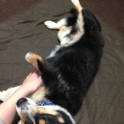 望くんの里親様からステキなお写真が届きました2