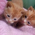 生後一ヶ月 オス猫4匹の可愛い茶トラちゃんです！
