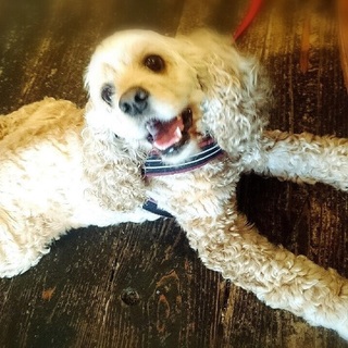 アメリカンコッカー3歳元気な男の子