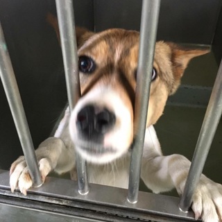 可愛いお顔と人懐こい性格の女の子