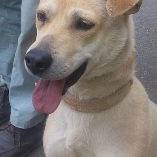 ラブラドール系ミックス・明るく友好的なビッケです