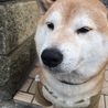 だいちゃん