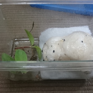 シュレーゲルアオガエルの卵