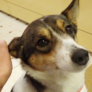 ヒトも犬も大好き！　若いミックスの女の子　アン