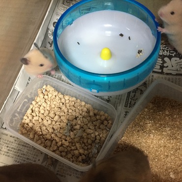 キンクマの子供産まれました( ´ ▽ ` )ﾉ13匹のうち3匹もいる(￣▽￣)