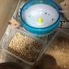 キンクマの子供産まれました( ´ ▽ ` )ﾉ13匹のうち3匹もいる(￣▽￣)