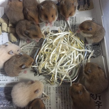 もやしに貪りつくハムズw
