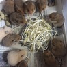 もやしに貪りつくハムズw