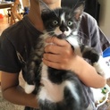 オスの子猫ちゃん里親募集