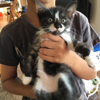 オスの子猫ちゃん里親募集