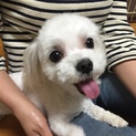 人が大好き、人に寄り添っていたい子