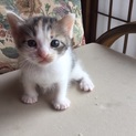 子猫もらってください！