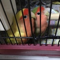 コザクラインコ 里親様募集2羽