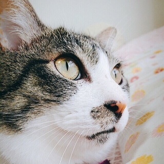  エイズキャリアのいっくんです。