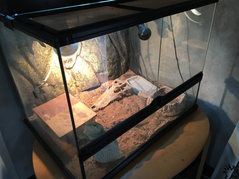 フトアゴヒゲトカゲ サムネイル4