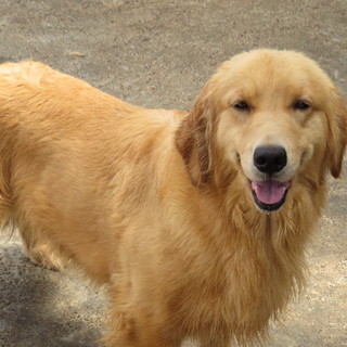 繁殖リタイア犬、２歳女の子。一時募集を停止します。