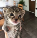 キジ子猫♡つくちゃん