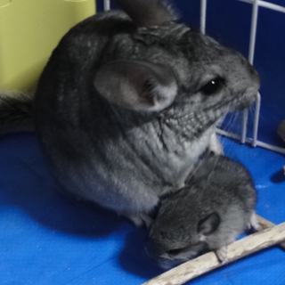 里親さん決定しました。ご応募頂き有難うございました