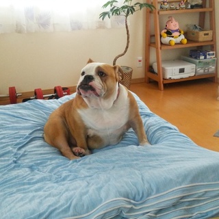 里親さん決まりました。