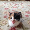 三毛猫ちゃん
