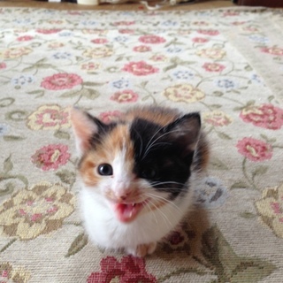 三毛猫ちゃん