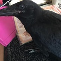 ハシボソカラスの里親様募集（幼鳥）