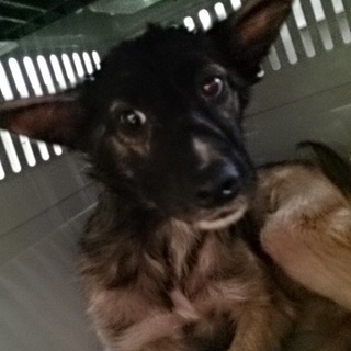 吠え＆威嚇＆攻撃性なしの犬３頭①茶黒(野犬)♀