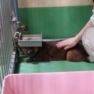 吠え＆威嚇＆攻撃性なしの犬３頭②茶色(野犬)♀