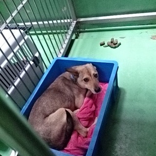 吠え＆威嚇＆攻撃性なしの犬３頭③薄茶(野犬)♀