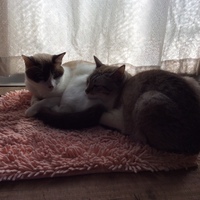 シロとプッチ