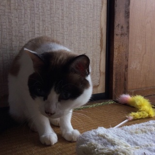 猫達の里親さんを探してます