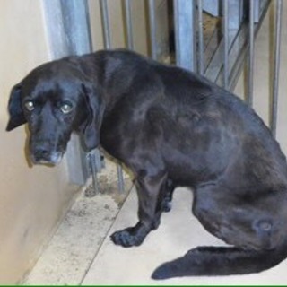 里親様が決まりました　ありがとうございました