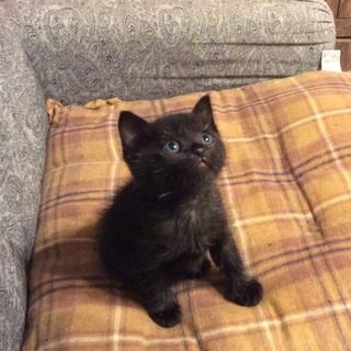 黒猫男の子 里親さん募集