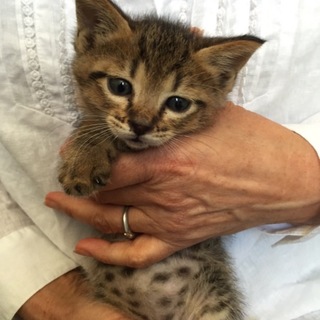 とっても可愛いキジ虎の男の子です♪