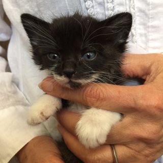 あご髭柄のクロシロ毛の男の子♪