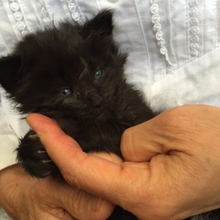 艶やかクロ長毛の女の子♪