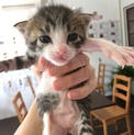 白キジ♡ティンクちゃん