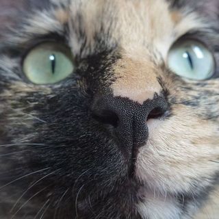 （代理掲載）さび猫の女の子です＾＾美人さん♪