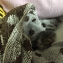うまれたばかりの子猫