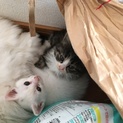 里親さま決定しました